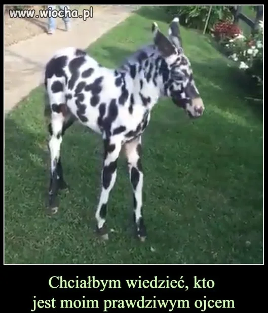 Czyżby dalmatyńczyk?
