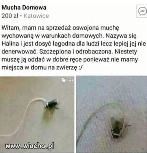 Halina