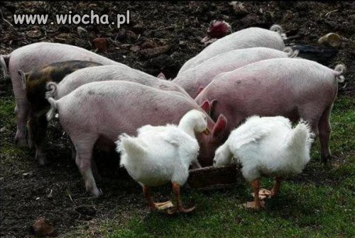 Coś Wam to przypomina ?? 