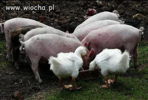 Coś Wam to przypomina ?? 