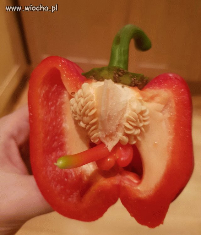 Podniecona papryka