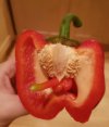 Podniecona papryka