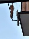 Myśliwy "suszył" lisa na balkonie w bloku