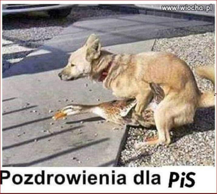 Nic dodać