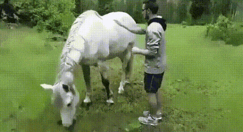Tak właśnie powstaje mustang.