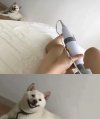 Pies wie co dobre