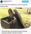 Nie inaczej
