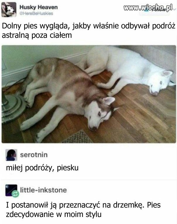 Mistyczny pies