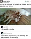 Mistyczny pies