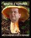 Toruński grzyb