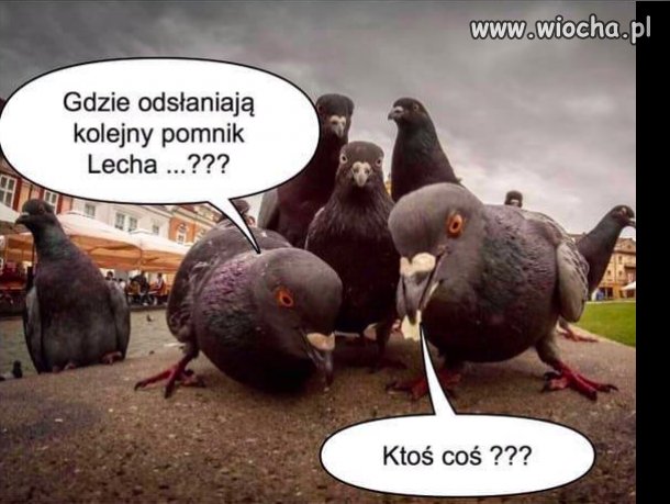 Wiecie może?