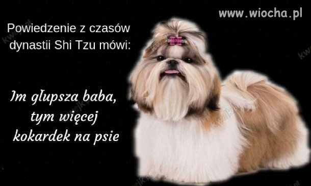 Powiedzenie z czasów dynastii Shi Tzu mówi...