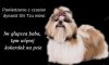 Powiedzenie z czasów dynastii Shi Tzu mówi...