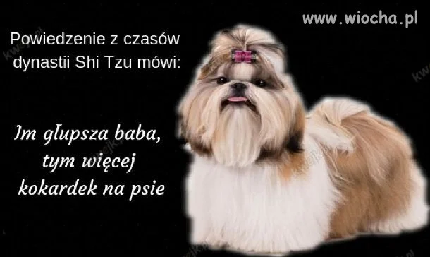 Powiedzenie z czasów dynastii Shi Tzu mówi...
