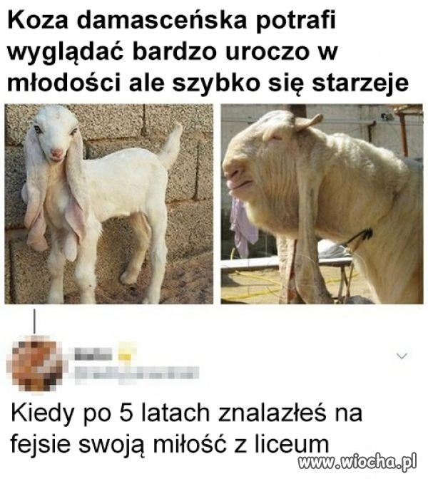 Niektóre laski