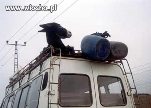 Wziąłem osła na autostop.
