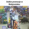 I znowu Białystok