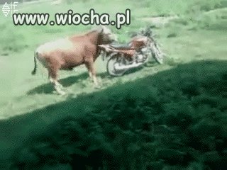 Ha ha ha...