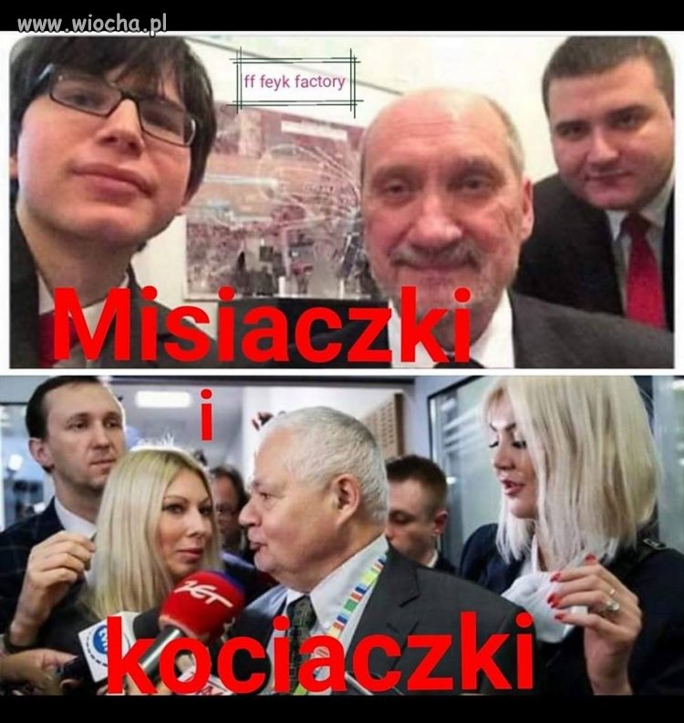 Misiaki i kociaki