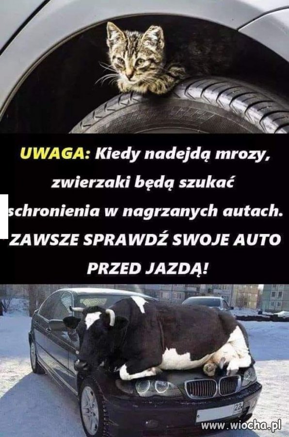 Pamiętajcie o tym, gdy nadejdą mrozy
