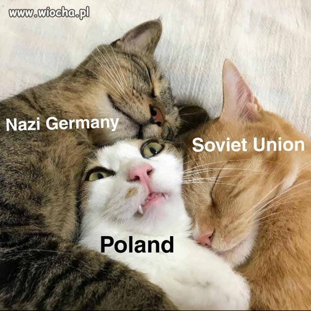 Kocia Historia Polski