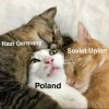 Kocia Historia Polski