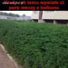 Przeprowadzam 
