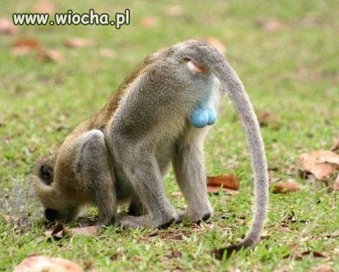 Kto malował na niebiesko?