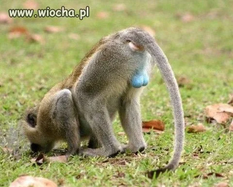 Kto malował na niebiesko?