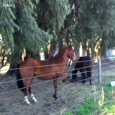 Ha ha ha...