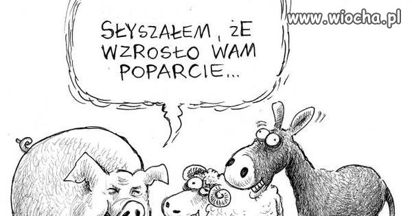 Nowe sondaże poparcia