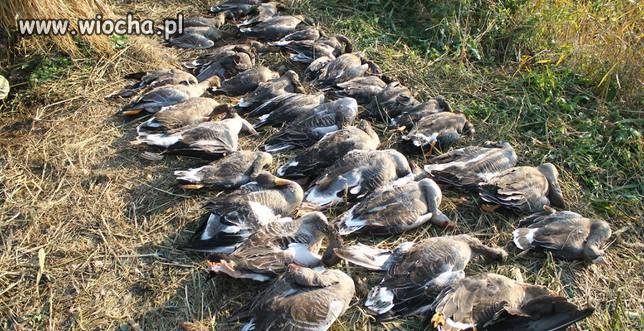 Włosi odprawili makabryczne polowanie nad