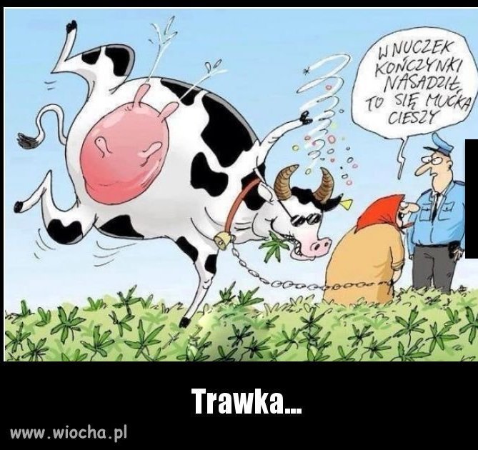 Trawka