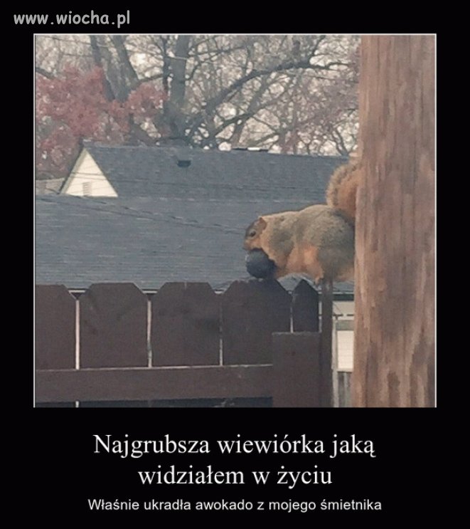 W Ameryce to nawet wiewiórki są otyłe