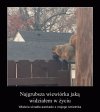 W Ameryce to nawet wiewiórki są otyłe