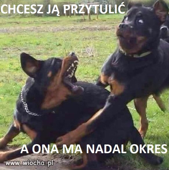 Przytulaniec