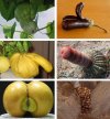 Natura ...