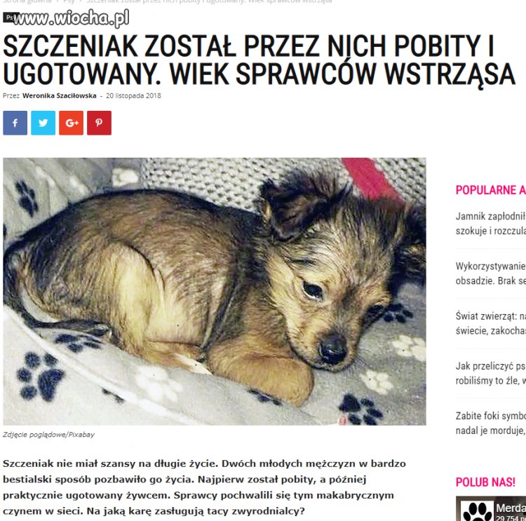 Bez kur... komentarza