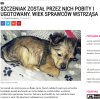 Bez kur... komentarza