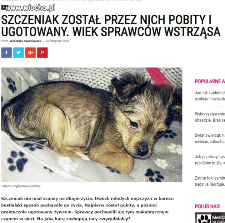 Bez kur... komentarza
