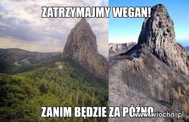 Weganie!!!