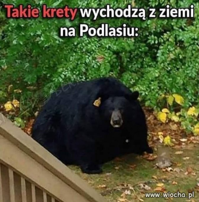 Kret...