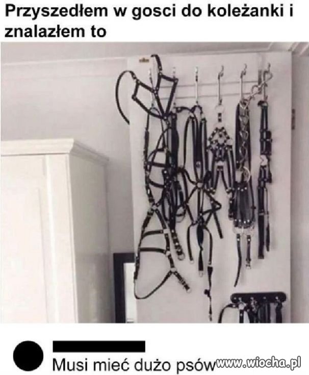 Koleżanka uwielbia pieski