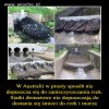 Świetny pomysł.
