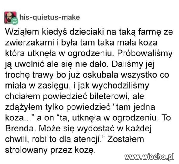 Troll koza