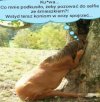 Spóźniona refleksja konia, który dał się ...