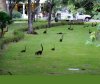 Park Jurajski ?
