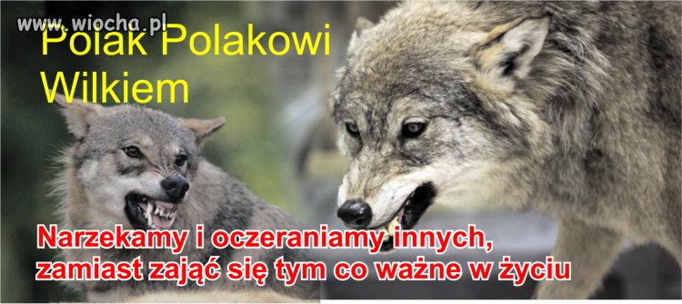 Polak Polakowi