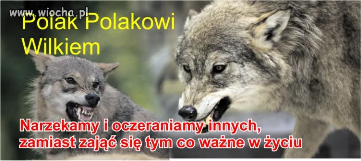 Polak Polakowi