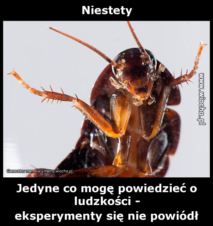 Niestety